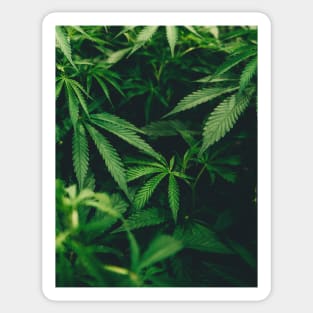 Cannabis Marijuana Leaves Sticker